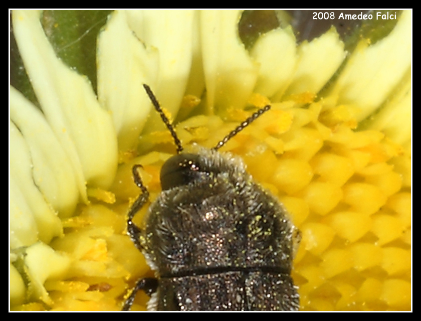 Buprestidae siciliano  del genere Acmaeoderella (?) da ID